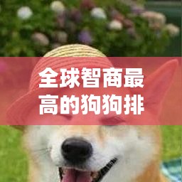 全球智商最高的狗狗排行榜TOP10，智慧與忠誠并存！
