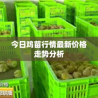 今日雞苗行情最新價(jià)格走勢(shì)分析