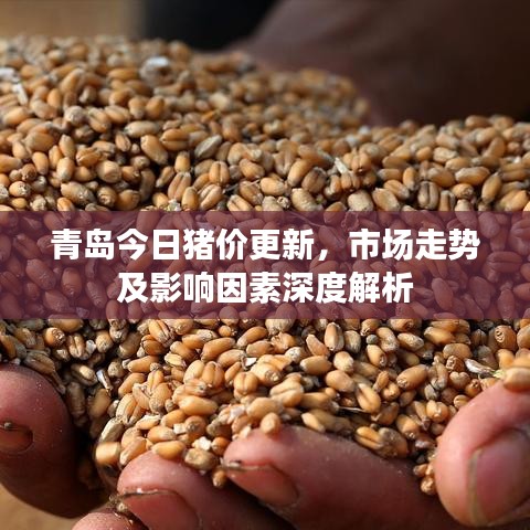 青島今日豬價更新，市場走勢及影響因素深度解析