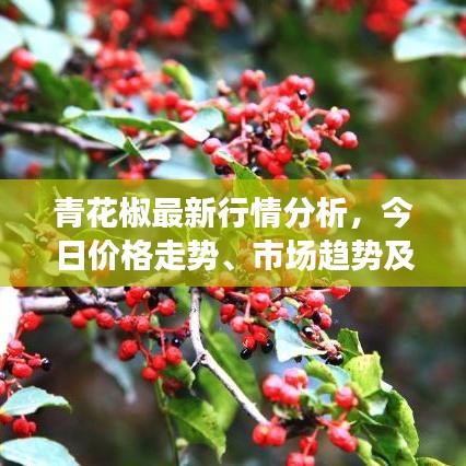 青花椒最新行情分析，今日價格走勢、市場趨勢及影響因素探討