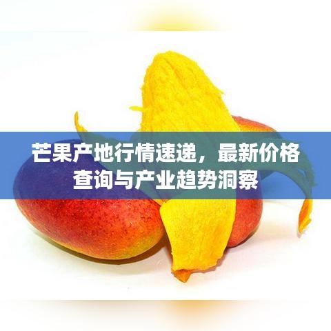 芒果產(chǎn)地行情速遞，最新價(jià)格查詢與產(chǎn)業(yè)趨勢洞察
