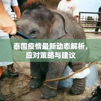 泰國(guó)疫情最新動(dòng)態(tài)解析，應(yīng)對(duì)策略與建議