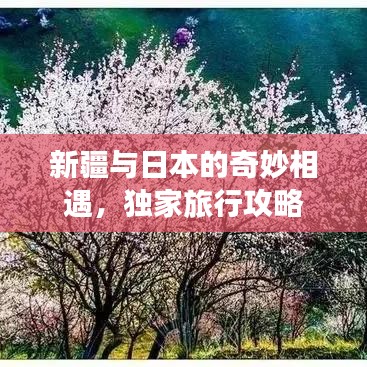 新疆與日本的奇妙相遇，獨家旅行攻略