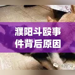 濮陽斗毆事件背后原因深度解析，最新報道與應(yīng)對之道