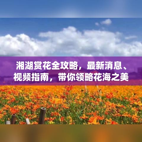 湘湖賞花全攻略，最新消息、視頻指南，帶你領(lǐng)略花海之美