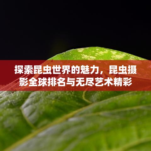 探索昆蟲世界的魅力，昆蟲攝影全球排名與無盡藝術精彩