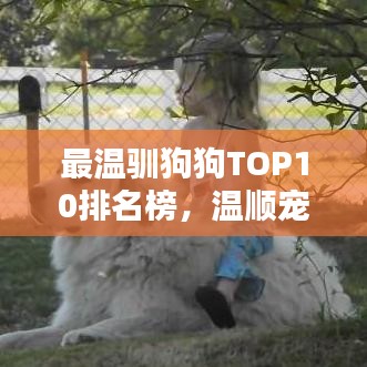 最溫馴狗狗TOP10排名榜，溫順寵物指南全解析