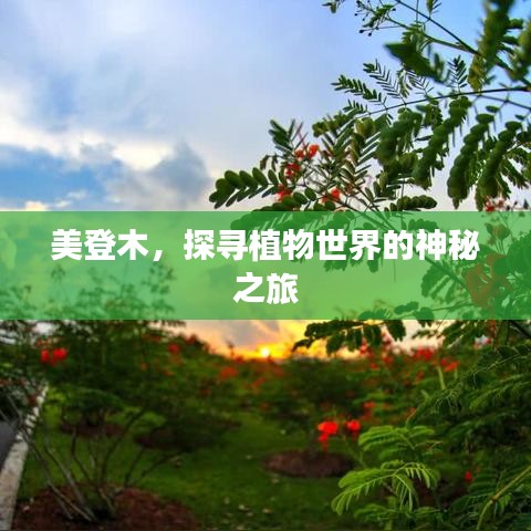 美登木，探尋植物世界的神秘之旅