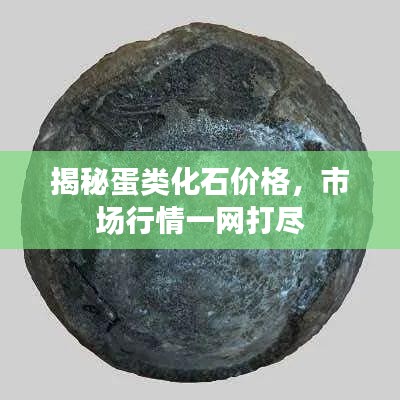 揭秘蛋類化石價(jià)格，市場(chǎng)行情一網(wǎng)打盡