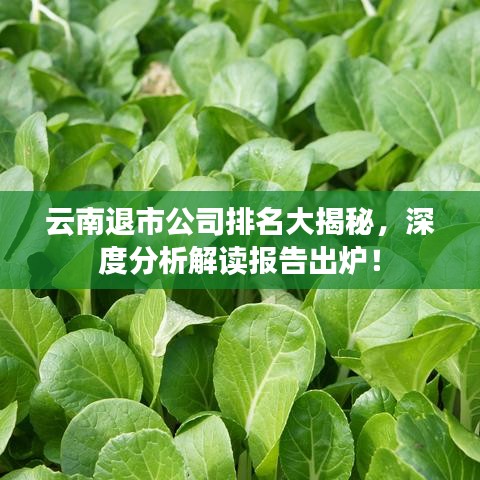 云南退市公司排名大揭秘，深度分析解讀報(bào)告出爐！