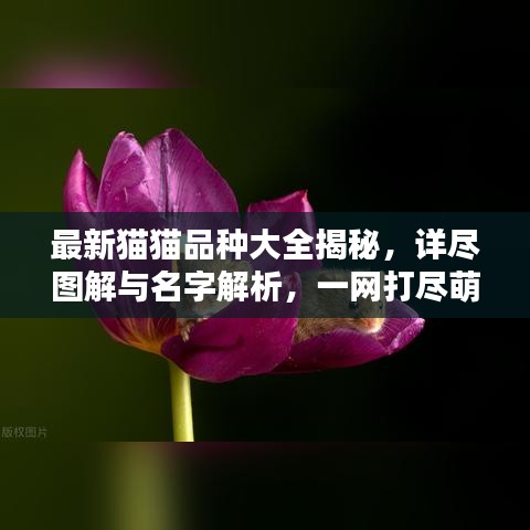 最新貓貓品種大全揭秘，詳盡圖解與名字解析，一網(wǎng)打盡萌態(tài)可掬的貓咪世界！
