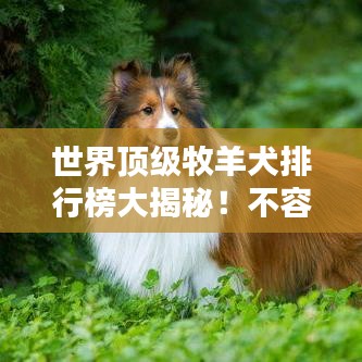 世界頂級(jí)牧羊犬排行榜大揭秘！不容錯(cuò)過(guò)的精彩榜單！