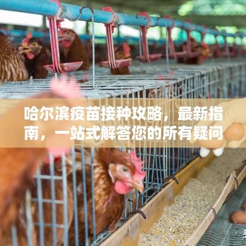 哈爾濱疫苗接種攻略，最新指南，一站式解答您的所有疑問(wèn)