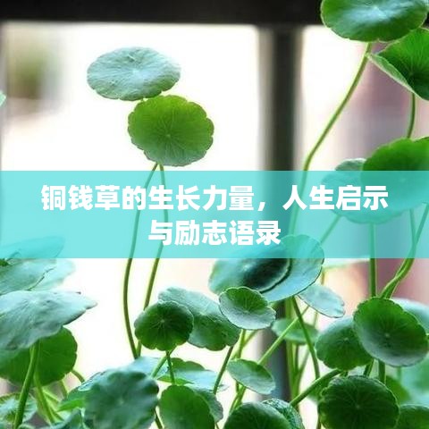銅錢草的生長力量，人生啟示與勵志語錄