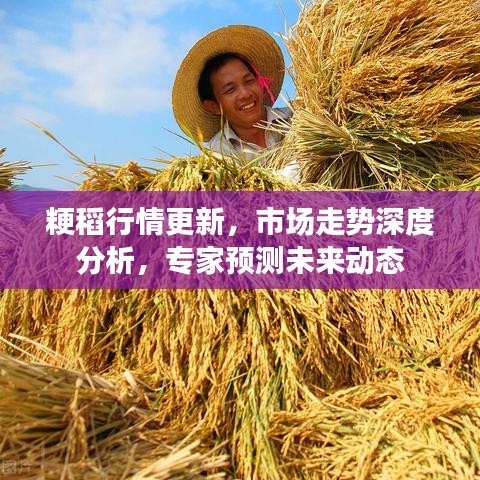 粳稻行情更新，市場走勢深度分析，專家預(yù)測未來動態(tài)