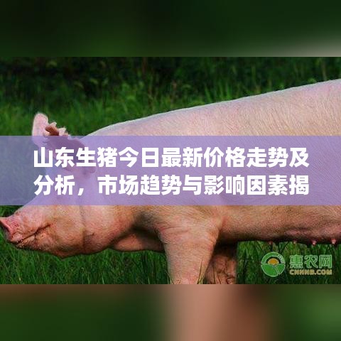 山東生豬今日最新價(jià)格走勢(shì)及分析，市場(chǎng)趨勢(shì)與影響因素揭秘！
