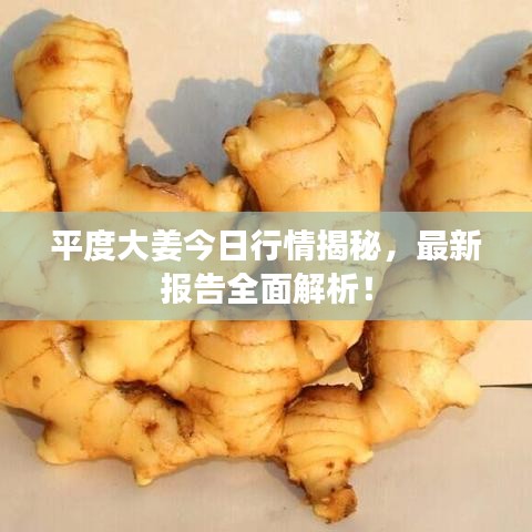 平度大姜今日行情揭秘，最新報告全面解析！