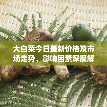 大白菜今日最新價格及市場走勢、影響因素深度解析