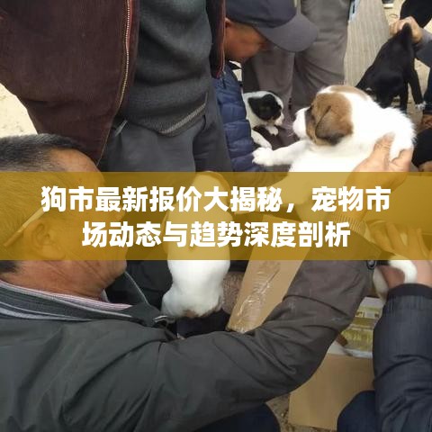 狗市最新報價大揭秘，寵物市場動態(tài)與趨勢深度剖析