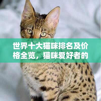世界十大貓咪排名及價(jià)格全覽，貓咪愛好者的收藏指南