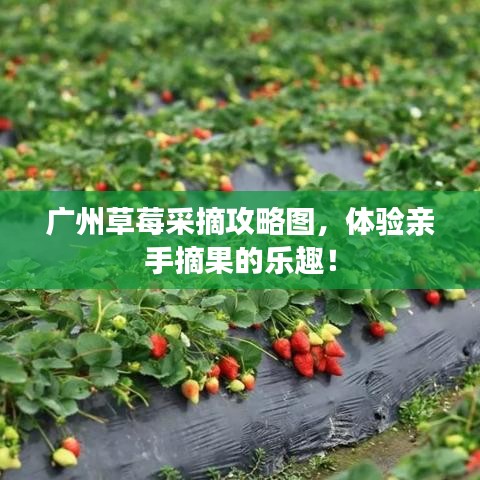 廣州草莓采摘攻略圖，體驗(yàn)親手摘果的樂(lè)趣！