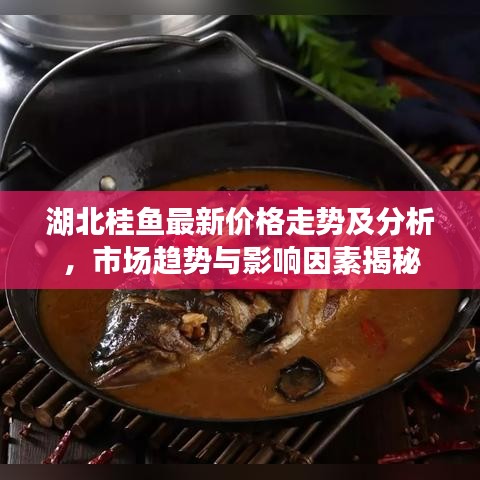 湖北桂魚最新價格走勢及分析，市場趨勢與影響因素揭秘