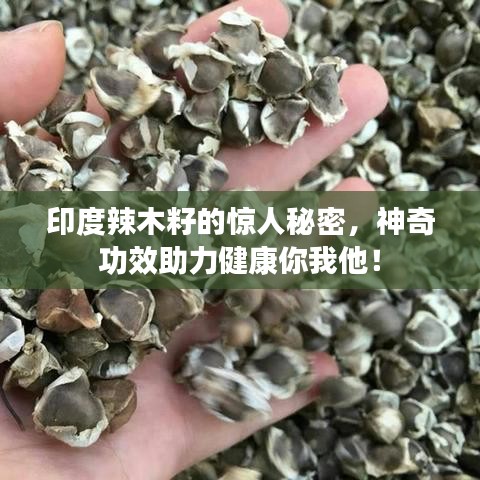 印度辣木籽的驚人秘密，神奇功效助力健康你我他！