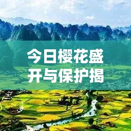 今日櫻花盛開與保護(hù)揭秘，官方最新消息一網(wǎng)打盡