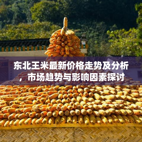 東北王米最新價(jià)格走勢(shì)及分析，市場(chǎng)趨勢(shì)與影響因素探討