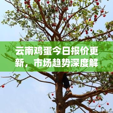 云南雞蛋今日?qǐng)?bào)價(jià)更新，市場(chǎng)趨勢(shì)深度解析及預(yù)測(cè)報(bào)告