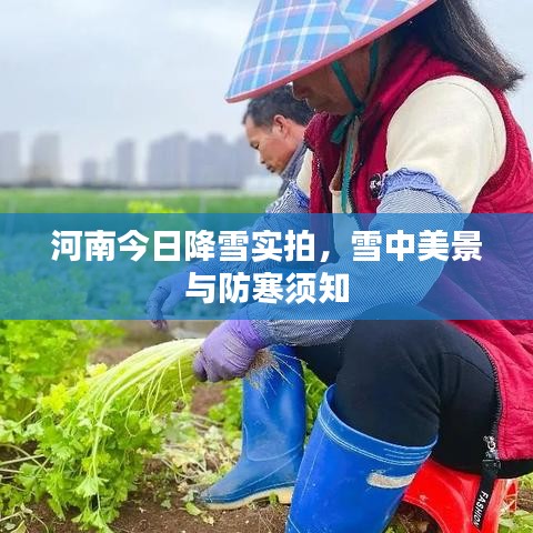 河南今日降雪實(shí)拍，雪中美景與防寒須知