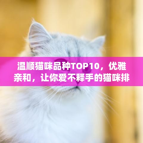 溫順貓咪品種TOP10，優(yōu)雅親和，讓你愛不釋手的貓咪排名