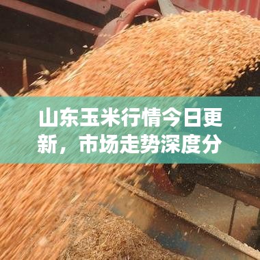 山東玉米行情今日更新，市場(chǎng)走勢(shì)深度分析與展望