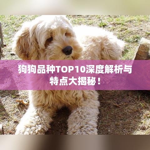 狗狗品種TOP10深度解析與特點(diǎn)大揭秘！