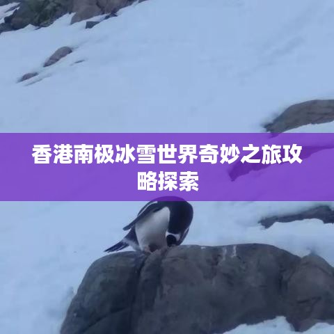 香港南極冰雪世界奇妙之旅攻略探索