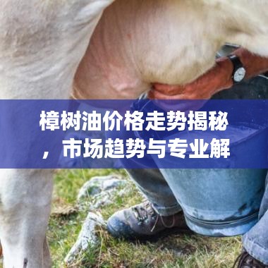樟樹油價(jià)格走勢(shì)揭秘，市場趨勢(shì)與專業(yè)解讀