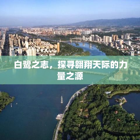 白鷺之志，探尋翱翔天際的力量之源