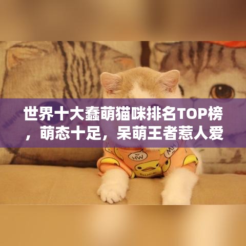 世界十大蠢萌貓咪排名TOP榜，萌態(tài)十足，呆萌王者惹人愛！圖片大放送！