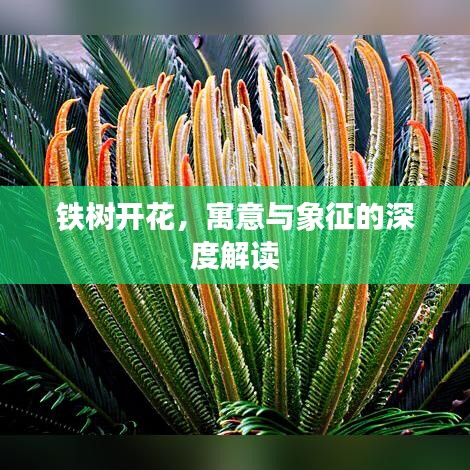 鐵樹開花，寓意與象征的深度解讀