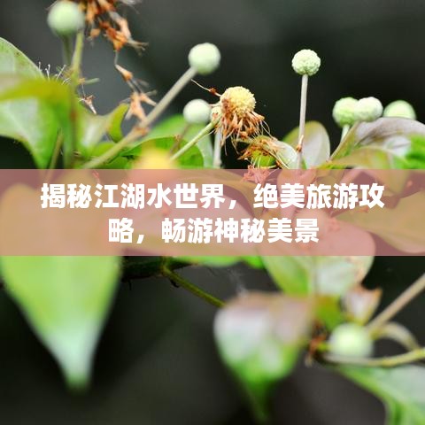 揭秘江湖水世界，絕美旅游攻略，暢游神秘美景