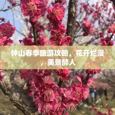 鐘山春季旅游攻略，花開爛漫，美景醉人