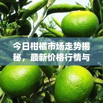 今日柑橘市場(chǎng)走勢(shì)揭秘，最新價(jià)格行情與影響因素深度解析