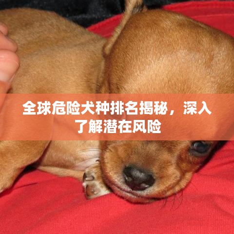 全球危險(xiǎn)犬種排名揭秘，深入了解潛在風(fēng)險(xiǎn)