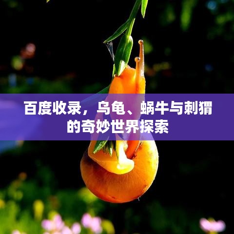 百度收錄，烏龜、蝸牛與刺猬的奇妙世界探索
