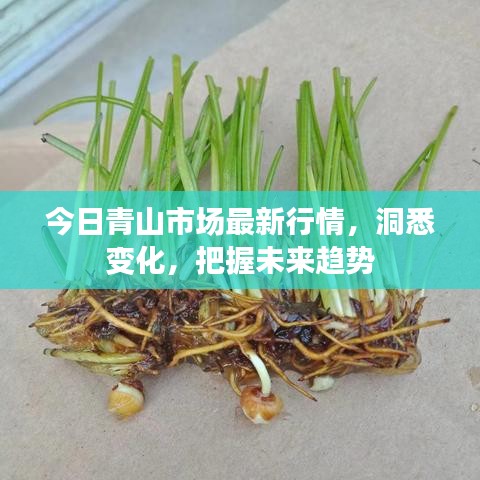 今日青山市場最新行情，洞悉變化，把握未來趨勢