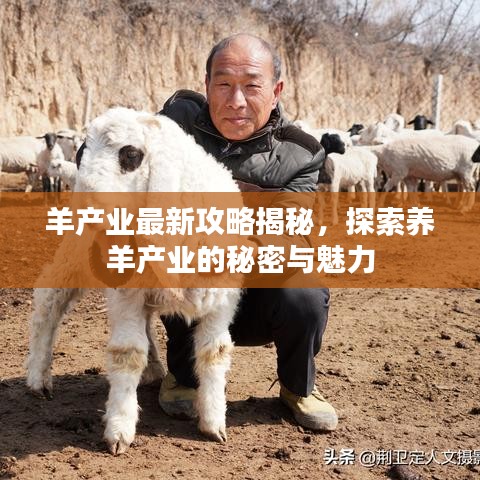 羊產(chǎn)業(yè)最新攻略揭秘，探索養(yǎng)羊產(chǎn)業(yè)的秘密與魅力