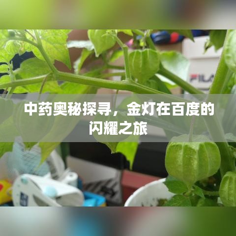 中藥奧秘探尋，金燈在百度的閃耀之旅