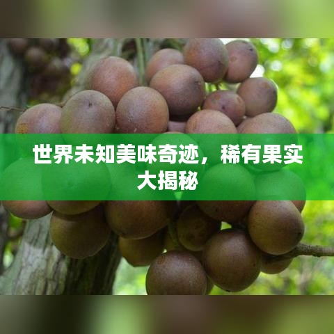 世界未知美味奇跡，稀有果實大揭秘