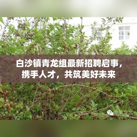 白沙鎮(zhèn)青龍組最新招聘啟事，攜手人才，共筑美好未來