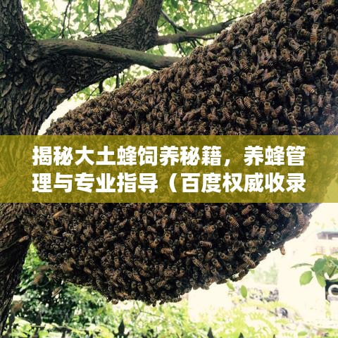 揭秘大土蜂飼養(yǎng)秘籍，養(yǎng)蜂管理與專業(yè)指導（百度權威收錄）